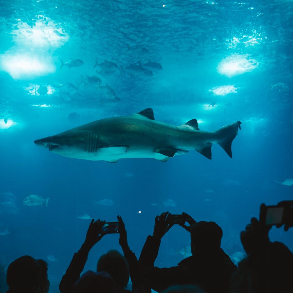 group of people taking picture of shark