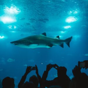 group of people taking picture of shark