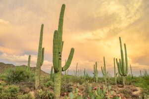 saguaro cacti in the sonoran desert