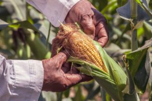 person holding a yellow corn